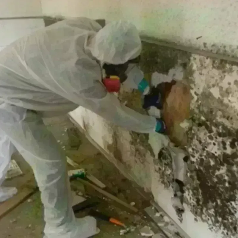 Mold Remediation and Removal in Fall Branch, TN